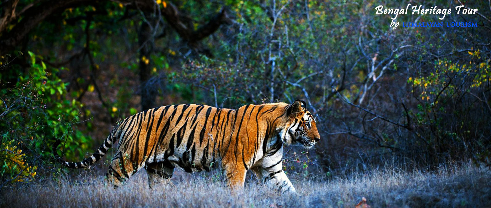 Sundarbans