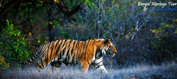 Sundarbans